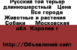 Русский той-терьер длинношерстный › Цена ­ 7 000 - Все города Животные и растения » Собаки   . Московская обл.,Королев г.